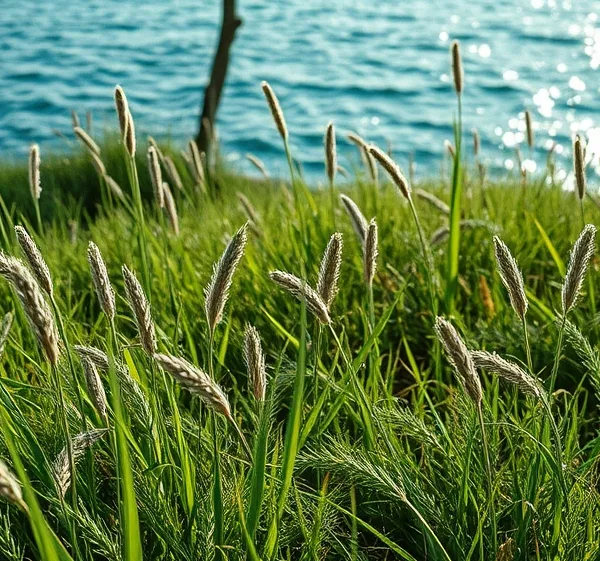 Chiendent et herbes folles : les étouffer sans glyphosate